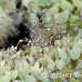 shrimp_cleaner_spotted_dome_nwp_h_0326_tci2279.jpg